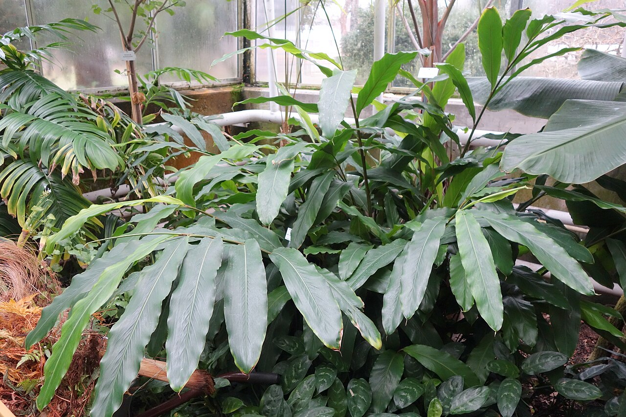 Alpinia tonrokuensis: Botanical specimen in the Botanischer Garten, Dresden, Germany.
