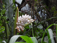 Alpinia uraiensis (Alpinia uraiensis)