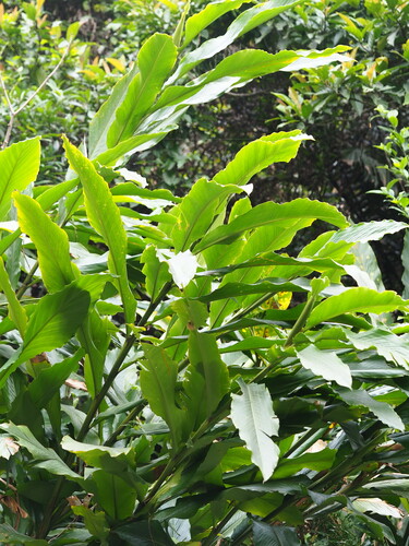 Alpinia uraiensis (Alpinia uraiensis)