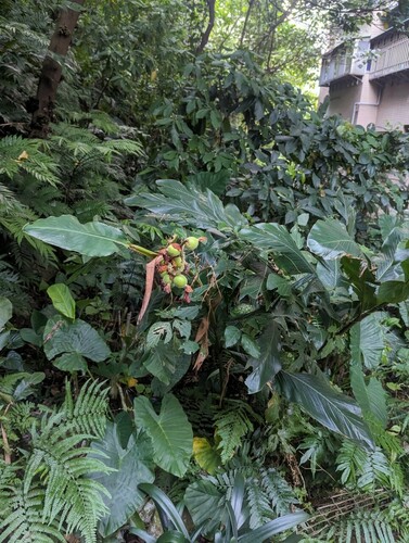 Alpinia uraiensis (Alpinia uraiensis)