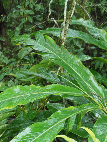Alpinia uraiensis (Alpinia uraiensis)