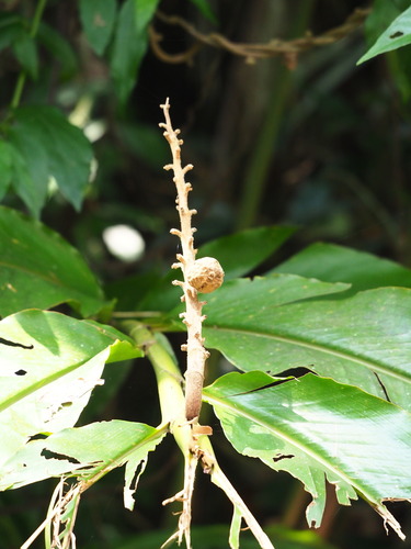 Alpinia uraiensis (Alpinia uraiensis)