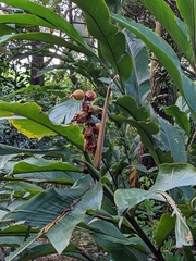 Alpinia uraiensis (Alpinia uraiensis)