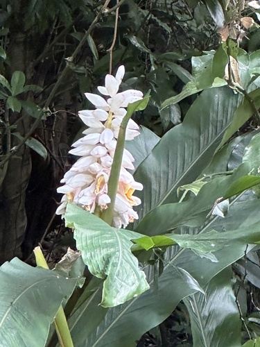 Alpinia uraiensis (Alpinia uraiensis)
