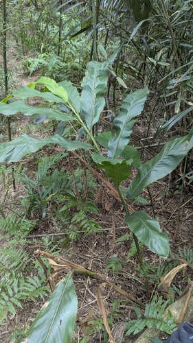Alpinia uraiensis (Alpinia uraiensis)