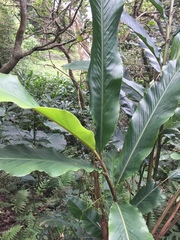 Alpinia uraiensis (Alpinia uraiensis)
