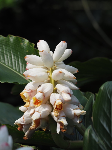 Alpinia uraiensis (Alpinia uraiensis)