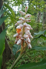 Alpinia uraiensis (Alpinia uraiensis)