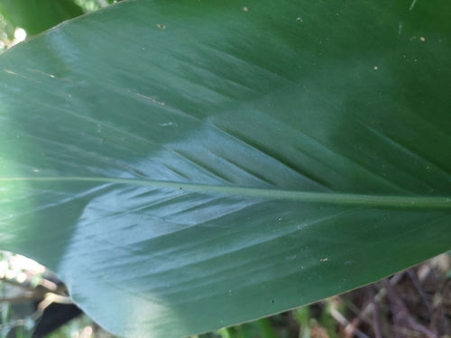 Alpinia uraiensis (Alpinia uraiensis)