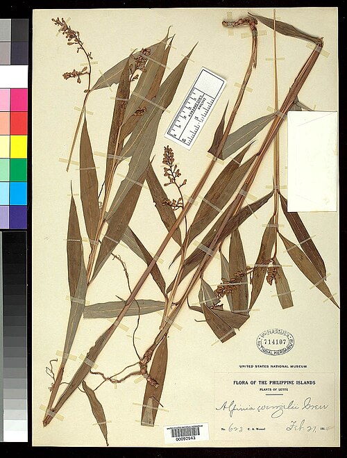 Alpinia wenzelii: Alpinia wenzelii, TF, US92943
