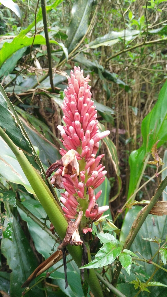 Alpinia × ilanensis (Alpinia × ilanensis)