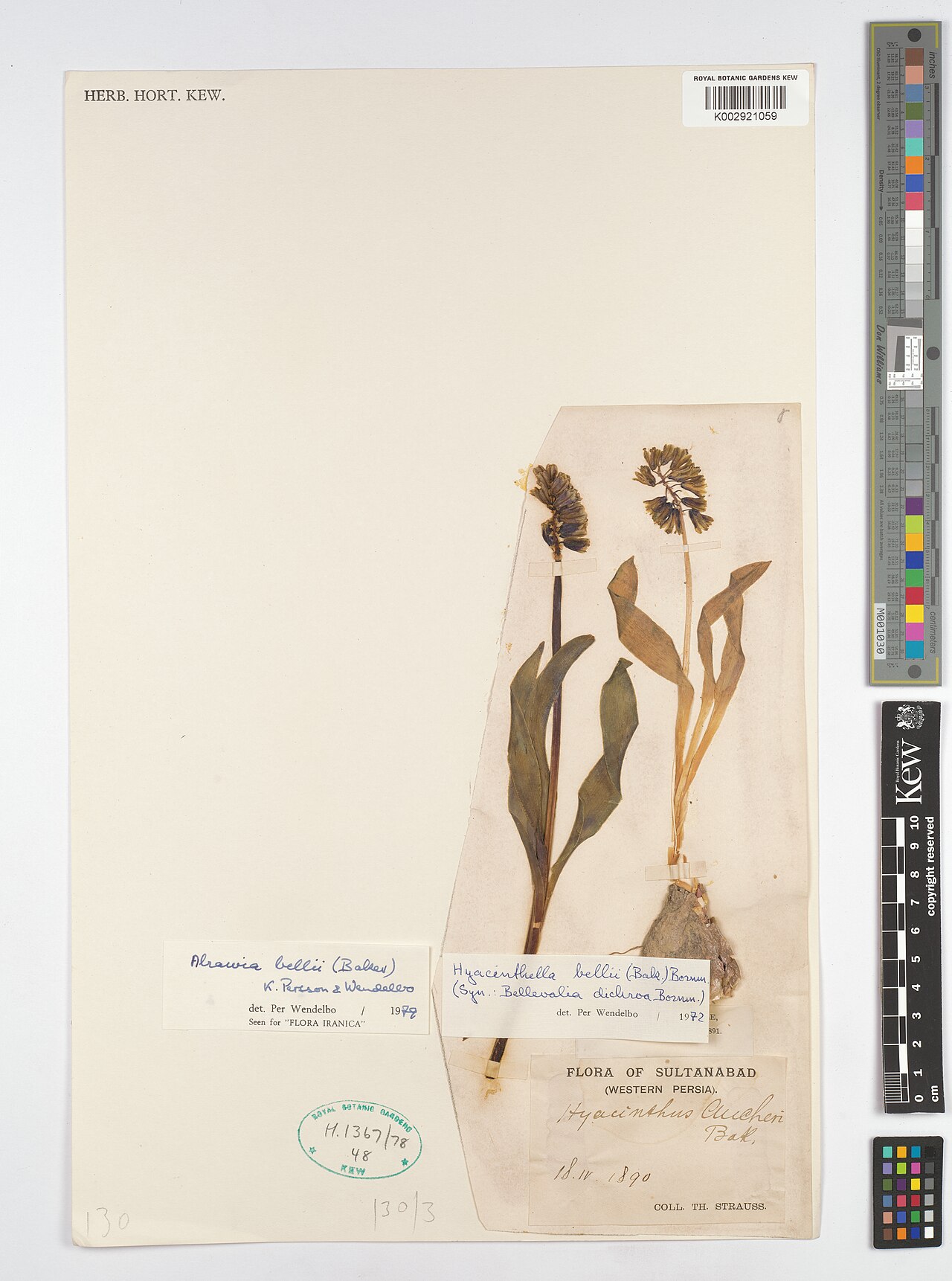 Alrawia bellii: Alrawia bellii — Herbarium specimen from Sultanabad, Iran. Collected by {TH. Strauss} (1890-04-18). Recorded in GBIF occurrence 4607956079 .