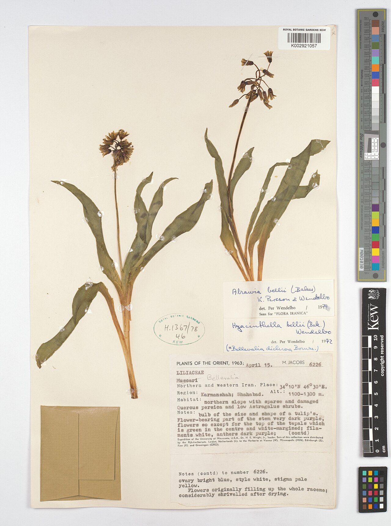 Alrawia bellii: Alrawia bellii — Herbarium specimen from Shahabad ., Iran. Collected by Jacobs, M. (1963-04-15). Recorded in GBIF occurrence 4607949093 .