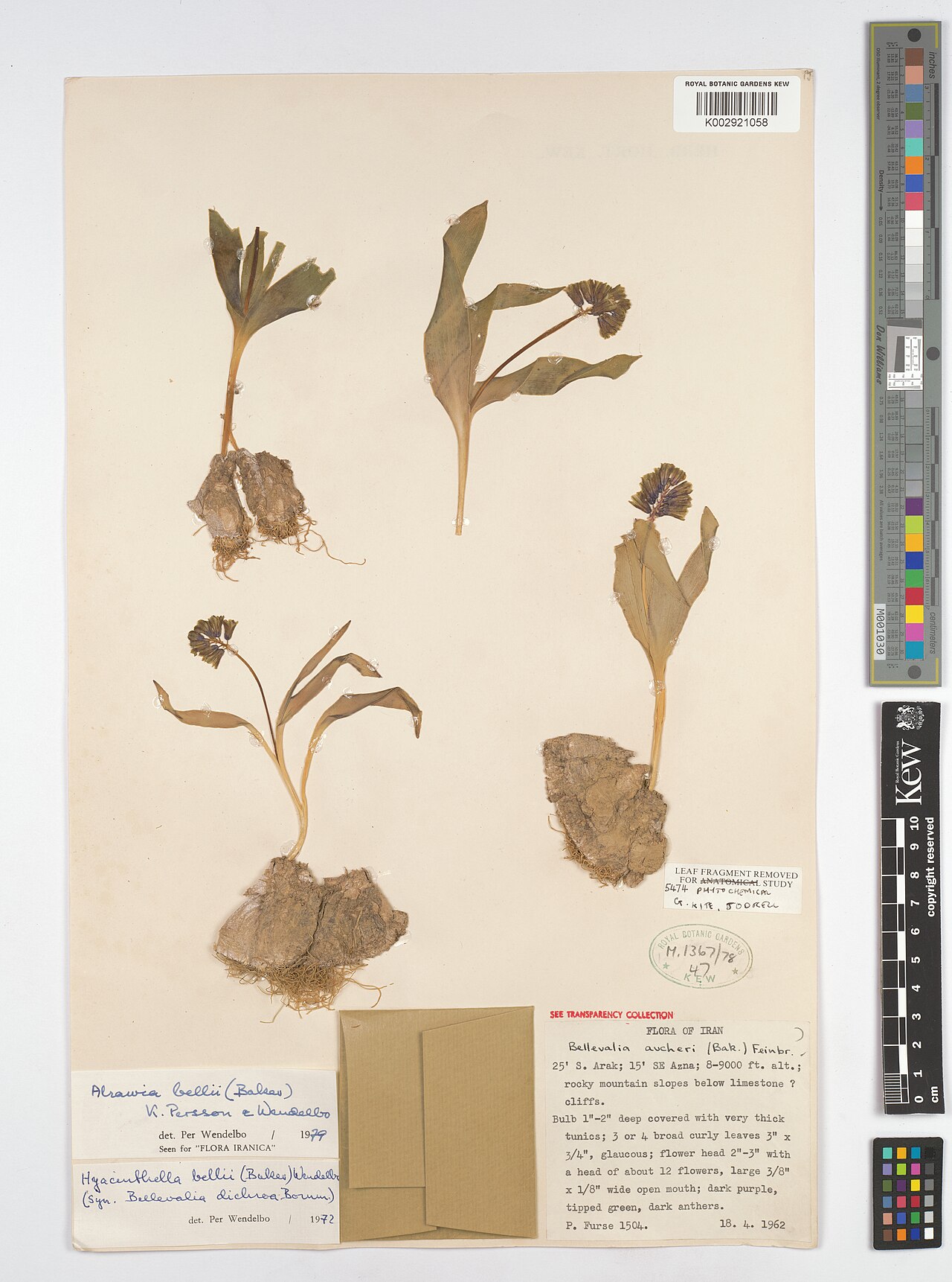 Alrawia bellii: Alrawia bellii — Herbarium specimen from 25' S. Arak; 15' SE Azna., Iran. Collected by Furse, P. (1962-04-18). Recorded in GBIF occurrence 4607955073 .