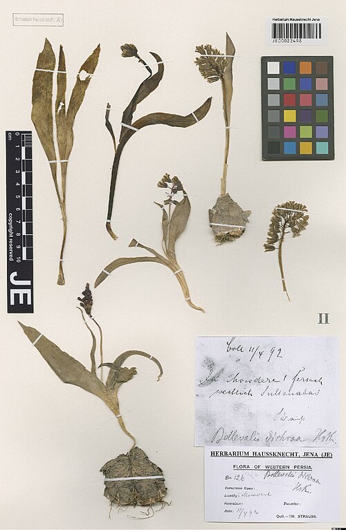 Alrawia bellii: Alrawia bellii — Herbarium specimen from In Mowdere, 1 Fersach W Sultanabad, Iran. Collected by Strauss,T. Flora of Western Persia 126 (1892-04-14). Recorded in