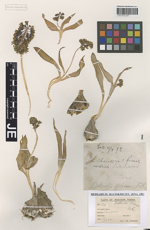 Alrawia bellii: Alrawia bellii — Herbarium specimen from In Mowdere, 1 Fersach W Sultanabad, Iran. Collected by Strauss,T. Flora of Western Persia 126 (1892-04-14). Recorded in