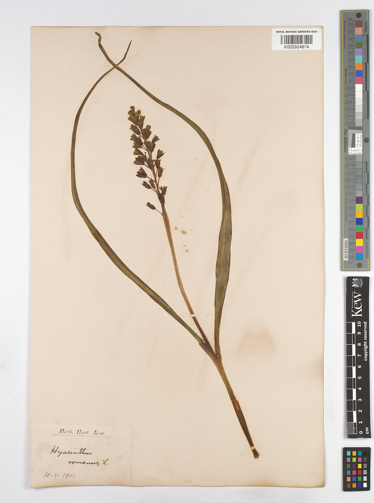 Alrawia bellii: Alrawia bellii — Herbarium specimen. Collected by s.coll. (1901-05-10). Recorded in GBIF occurrence 4607952224 .