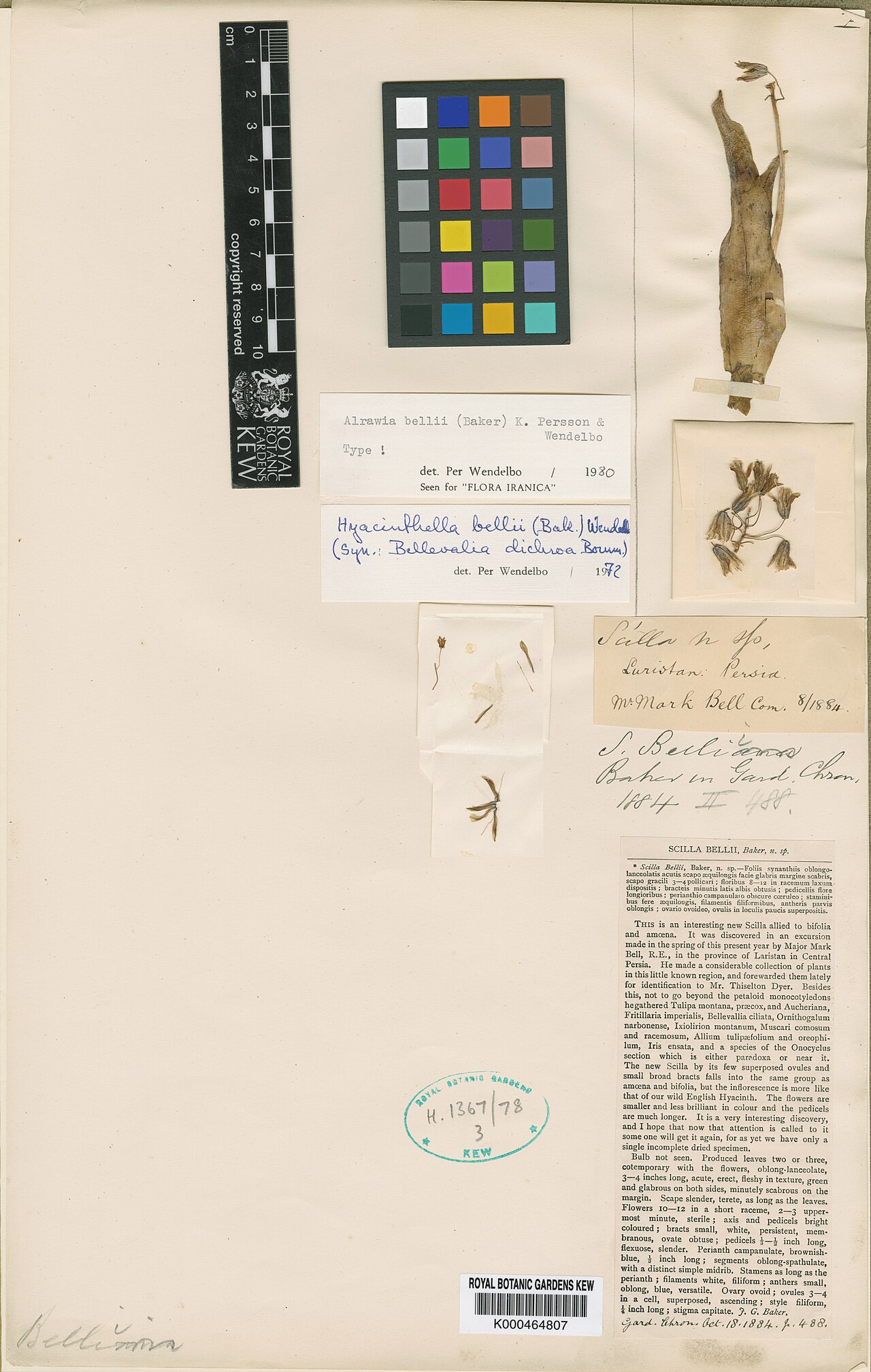 Alrawia bellii: Alrawia bellii — Herbarium specimen from Laristan, Iran. Collected by Bell, M. (1884-08-01). Recorded in GBIF occurrence 912389115 .