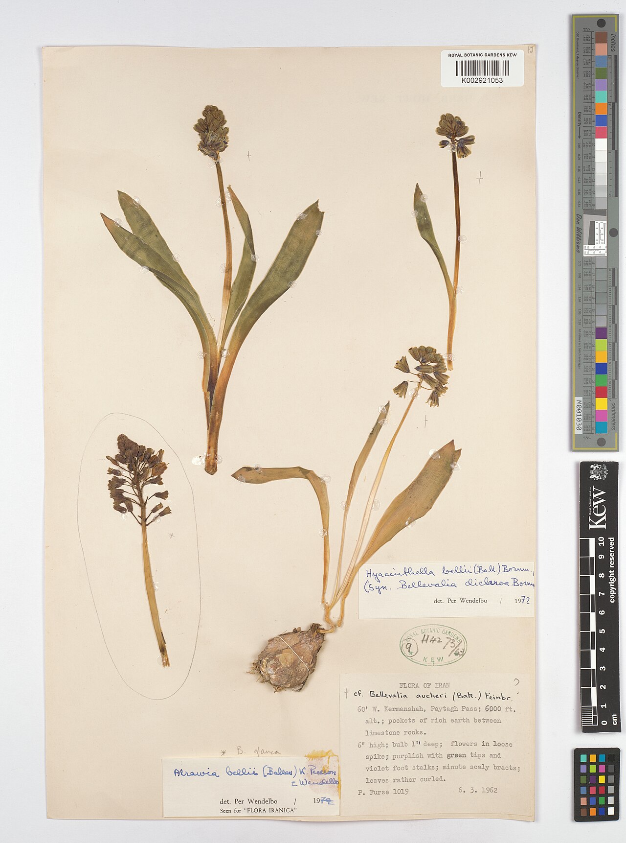 Alrawia bellii: Alrawia bellii — Herbarium specimen from 60 ' W. Kermanshah, Paytagh Pass ., Iran. Collected by Furse, P. (1962-03-06). Recorded in GBIF occurrence 4607957110 .
