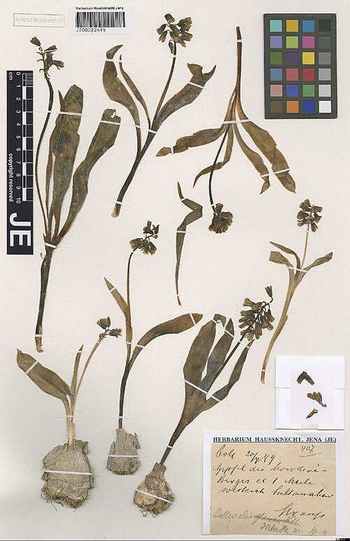 Alrawia bellii: Alrawia bellii — Herbarium specimen from Gipfel des Mowdere-Berges ca. 1 Meile W Sultanabad, Iran. Collected by Strauss,T. s.n. [1889-04-20] (1889-04-20). Recor