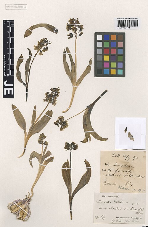 Alrawia bellii: Alrawia bellii — Herbarium specimen from In Mowdere, ca. 1/2 Fersach W Sultanabad, Iran. Collected by Strauss,T. s.n. [1890-04-27] (1890-04-27). Recorded in GBI
