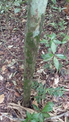 Alseis blackiana (Alseis blackiana)