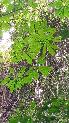 Alseis blackiana (Alseis blackiana)