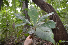 Alseis blackiana (Alseis blackiana)