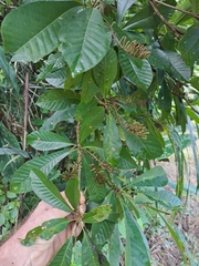 Alseis blackiana (Alseis blackiana)