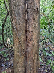 Alseis blackiana (Alseis blackiana)