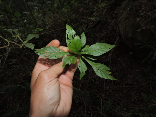 Alseis floribunda (Alseis floribunda)