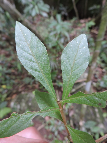 Alseis floribunda (Alseis floribunda)