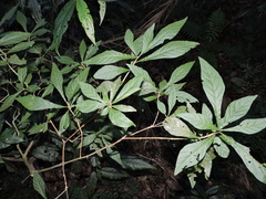 Alseis floribunda (Alseis floribunda)