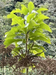 Alseis yucatanensis (Alseis yucatanensis)