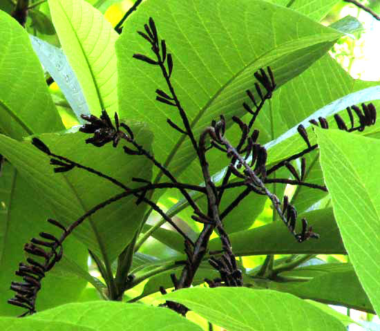 Alseis yucatanensis (Alseis yucatanensis)