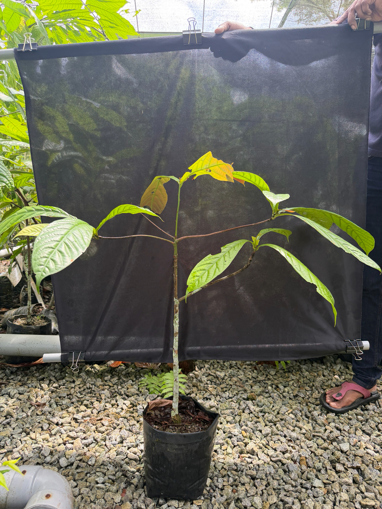 Alseodaphne panduriformis (Alseodaphne panduriformis)
