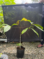 Alseodaphne panduriformis (Alseodaphne panduriformis)