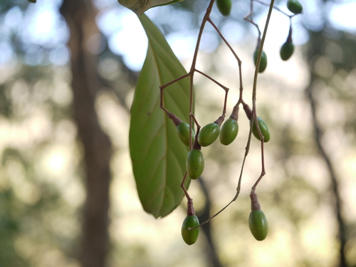 Alseodaphne semecarpifolia (Alseodaphne semecarpifolia)