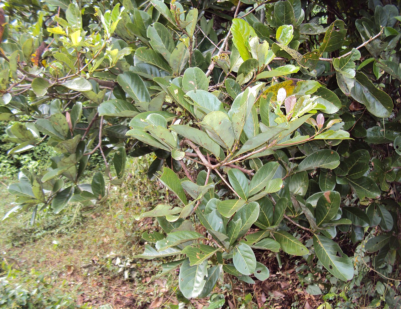 Alseodaphne semecarpifolia: Alseodaphne semecarpifolia