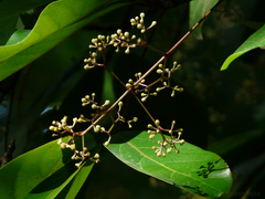 Alseodaphne semecarpifolia (Alseodaphne semecarpifolia)