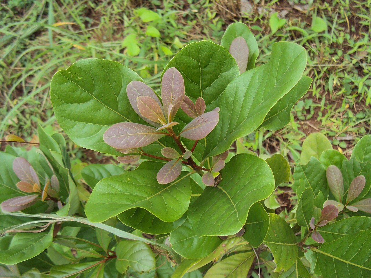 Alseodaphne semecarpifolia: Alseodaphne semecarpifolia