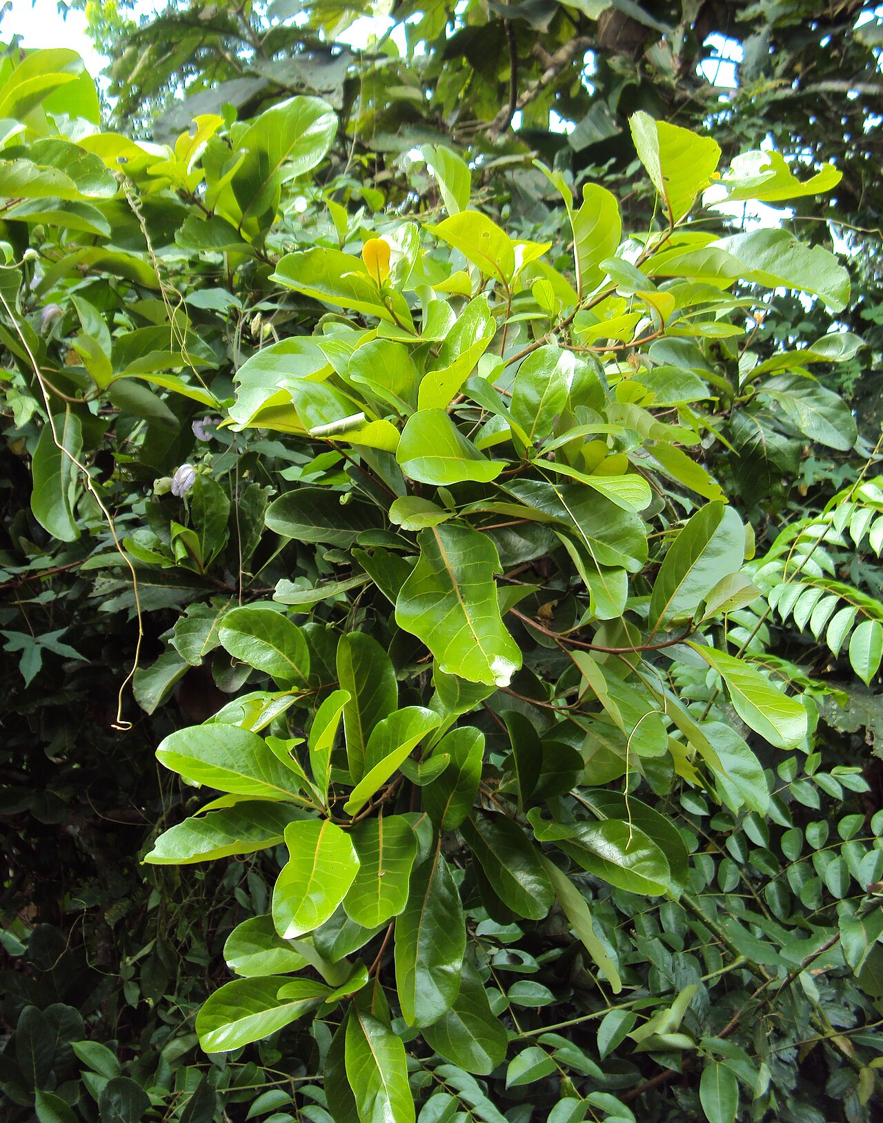 Alseodaphne semecarpifolia: Alseodaphne semecarpifolia