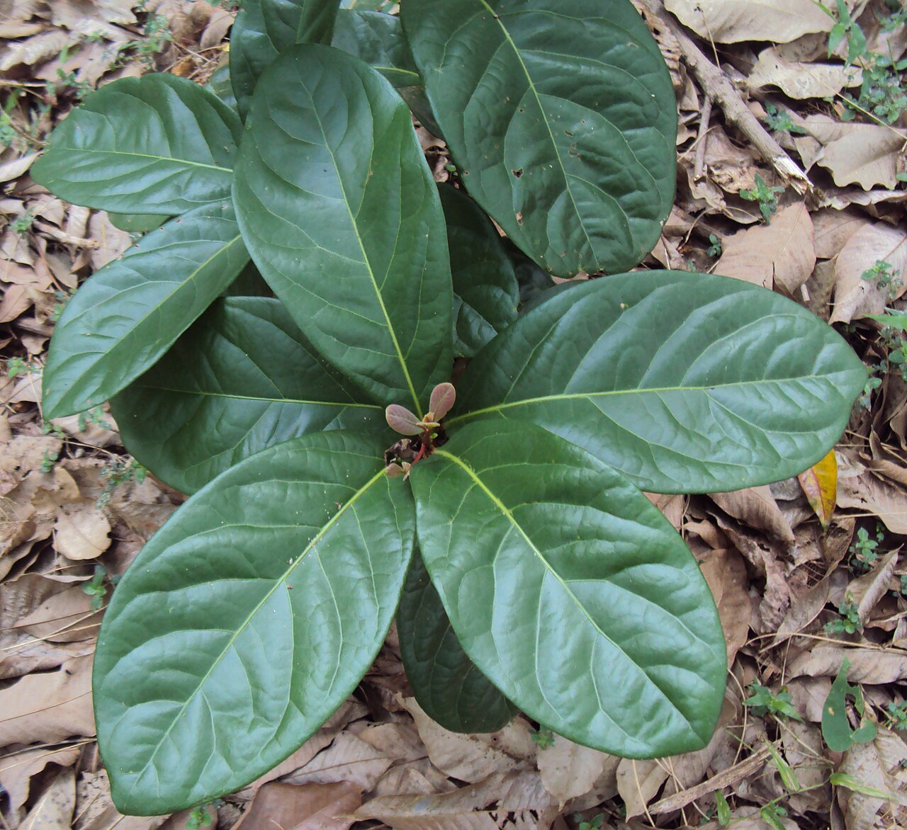 Alseodaphne semecarpifolia: Alseodaphne semecarpifolia