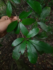 Alseodaphne semecarpifolia (Alseodaphne semecarpifolia)