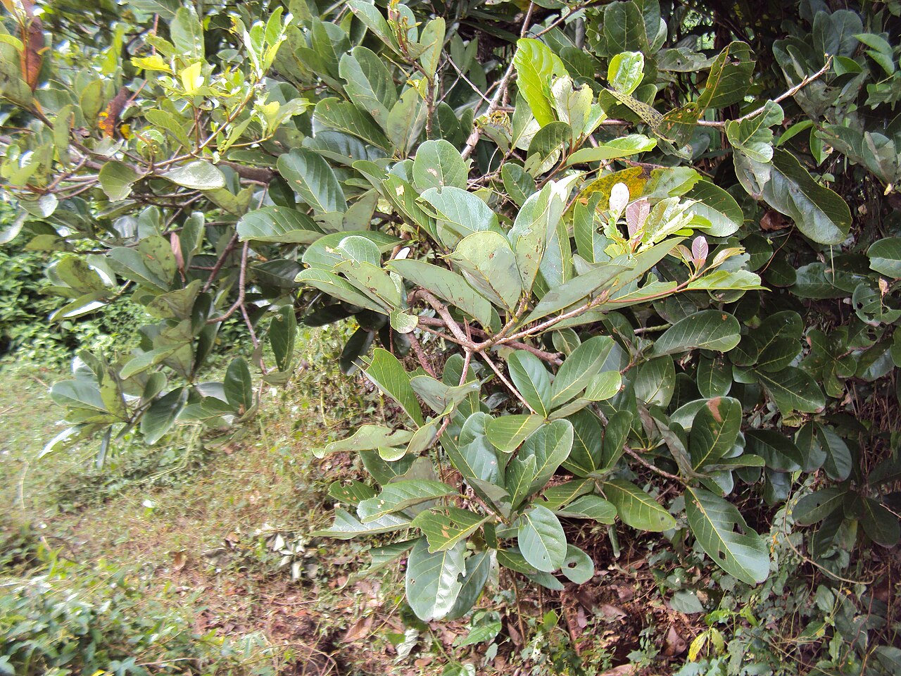 Alseodaphne semecarpifolia: Alseodaphne semecarpifolia