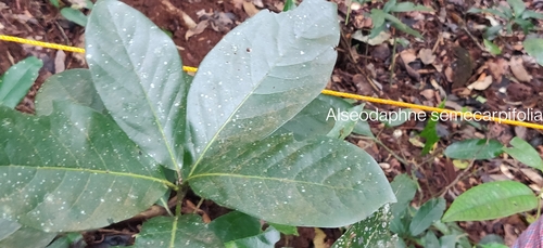 Alseodaphne semecarpifolia (Alseodaphne semecarpifolia)