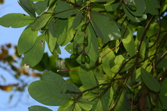 Alseodaphne semecarpifolia (Alseodaphne semecarpifolia)