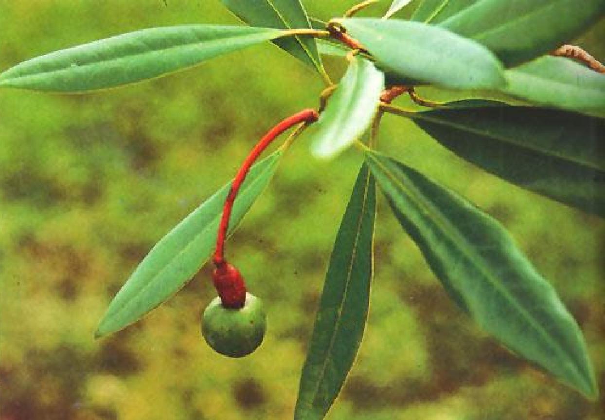 Alseodaphnopsis hokouensis: Lauraceae "Alseodaphne hokouensis" species in Alseodaphne genus.