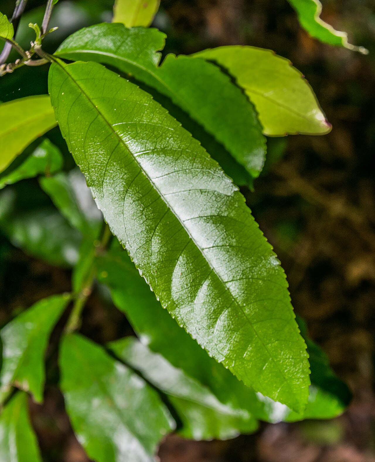 Shrubby honeysuckle: Alseuosmia macrophylla in Mount Ngongotaha Scenic Reserve near Rotorua, Bay of Plenty Region, North Island of New Zealand