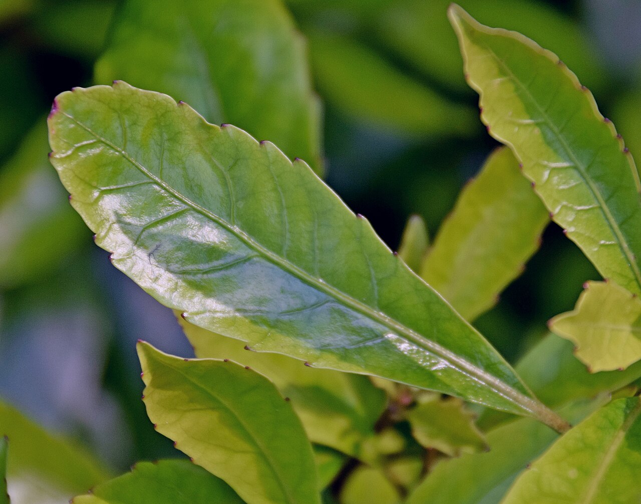 Shrubby honeysuckle: Alseuosmia macrophylla in Dunedin Botanic Garden, Dunedin, New Zealand